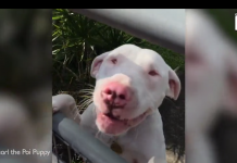 Blind And Deaf Dog Uses Nose To Discover That Mom Just Got Home