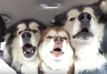 Alaskan Malamutes On Their Way To Get Groomed Start Singing The Song Of Their People