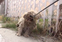 He’d Never Been Touched By A Human, But Watch When They Start To Shave Him