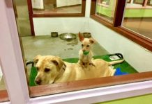Tiny Dog Sits On Friend At The Shelter In Hopes That They’ll Be Adopted Together