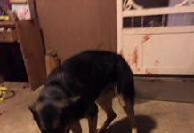 Family Comes Home From Church To Find Dog Bleeding On Porch With A Note From The Cops