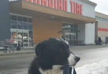 Dog Picks Out Treats At The Store—His Following Move Has Everyone’s Attention