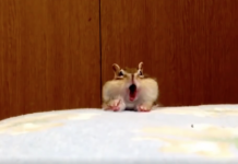 Rescue Chipmunk Hits The Fresh Sheets, Discovers Ultimate Bliss