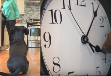The Dog’s Hungry, But It’s Only 4PM — So He Takes Matters Into His Own Paws