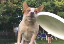 These Dogs Tried Their Best, But The Adorable Fails Were Inevitable