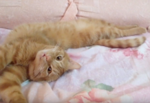 Tired Of His Pets Freeloading, Dad Proposes They Start Earning Their Keep