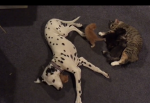Dalmatian And Mother Cat Share Responsibilities For Litter Of Kittens