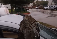 Hawk Just Wants To Stay With Family Until Hurricane Harvey Passes
