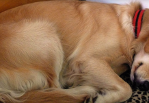 Confused Owner Learns Why His Adopted Dog Watches Him Sleep Every Night