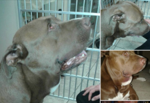 Unleashed Dog Takes Off Running Toward Screaming Child, Reveals The Truth About Pit Bulls