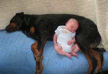 These 29 Dogs Just Met Their New Human Siblings