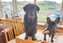 To Celebrate A Special Birthday, Dog Has A Party With All Of Her Friends