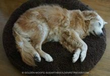 A Strange Dog Plops Down In A Woman’s House With A Note On His Collar