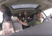Dad Sets Up Camera To Show The 4 Giant Dogs Going Crazy On The Way To Their Favorite Place