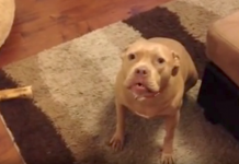 Dog Doesn’t Like Dad Coming Home Late, Makes Him Hear All About It