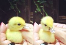 20 Super Tiny Animals To Fit In The Palm Of Your Hand