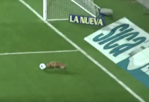 Soccer Match Brought To A Halt When Stray Dog Decides To Play Fetch