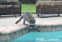 Raccoon’s Thinking About Getting In The Pool When The Dog Shows Up And Helps Convince Him