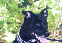 Every Day, This Dog Walks 4 Blocks On His Own Just To See His Senior Friend