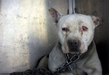 Dog Who’d Been Chained Up For Years Finally Knows What It’s Like To Be A Puppy
