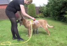 Dog’s Trying To Get A Shower, But His Water-Loving Friend Doesn’t Want To Wait His Turn