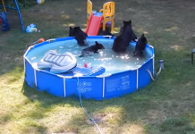 Family Looks Outside And Sees A Bear In The Pool, But That’s Not All…