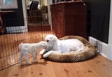 Golden Retriever Puppy Completely Loses It When He Meets A Baby Goat