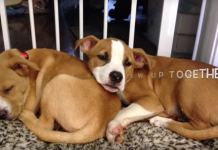 Inseparable Brothers Were Split Up, But 4 Months Later… Incredible.