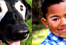 Little Boy Was Embarrassed Of His Vitiligo — Until He Met A Dog With The Same Skin Condition
