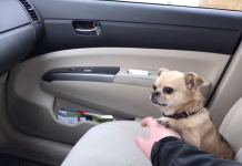 Adorable Dog Doesn’t Want To Go Where Dad’s Trying To Take Them