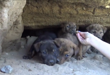 They Thought They Were Rescuing 8 Puppies, But When The Pups Run Inside The Cave — Oh My