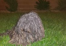 They Thought This Was Just A Black Garbage Bag At First, But Then They Approach And See It