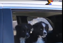 Little Did He Know The Two Black Dots In The Distance Would One Day Become His Travel Buddies