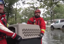Pets Are Left Stranded In Floodwaters, But This Rescue Team Is Stepping Up In A Big Way