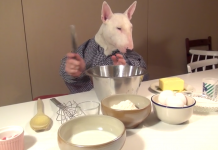 Learn How To Bake A Cake With Ettna The Bull Terrier