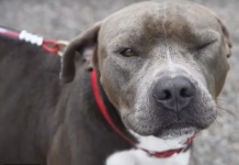 Rescuers Approach Pit Bull On Top Of Flooded Car, Realize He’s Too Scared To Accept Help