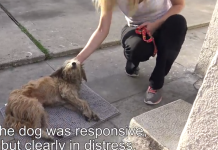 Stray Wanders Into A Yard And Collapses — Then Hope For Paws Shows Up
