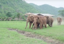 Elephants Run To Greet The Newest Rescued Baby Elephant