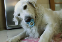 Golden Retriever Hilariously Refuses To Give Up Pacifier, Has Giant Meltdown