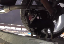 Hope For Paws Goes To Rescue Dog In Industrial Area, Sees Another Dog Running Down The Street