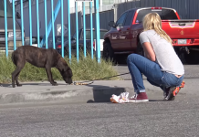 Homeless Pit Bull Sat In The Same Spot For 2 Weeks. When They Approached, They Saw Why…