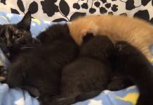 They Hear An Animal Deep Inside A Pipe, So They Send In A Camera On A Remote Controlled Car