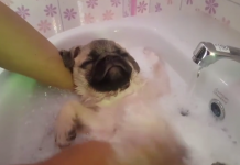This Super-Relaxed Pug Taking A Bath Is The Cutest Thing You’ll See Today