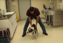 He’s About To Reveal This Dog’s New Look. The Transformation Will Blow You Away!