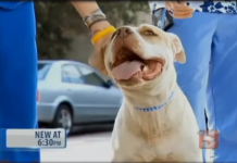 Pit Bull Wanders Up To Woman Hoping She Will Look Inside Her Mouth