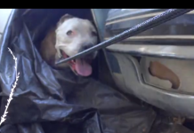 Man Startled To Discover A Scared Pit Bull Hiding Under His Car