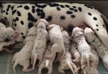 Vet Says Dalmatian Mama Will Have 3 Pups, But Mother Nature Has Other Ideas