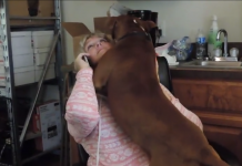Newly Rescued Dog Extremely Grateful After Being Freed From A Chain