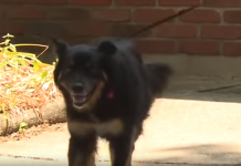 Dog Had Been On The Run For 3 Years When Finally Captured — Then They Scanned For A Microchip