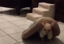 Dog Sold On Craigslist Would Walk Around With Bed On Her Back In Order To Feel Safe